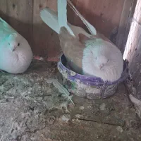 کبوتر نوک قنار