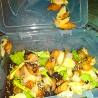 حلزون|خزنده|زاهدان, |دیوار