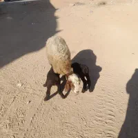 بره ی نر|حیوانات مزرعه|کوهدشت, |دیوار