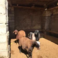 ۴عددمیش افشاری درجه یک|حیوانات مزرعه|بسطام, |دیوار