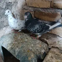 کفتر|لوازم سرویس بهداشتی|تربت‌حیدریه, پائین ولایت|دیوار