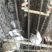 جفت مولد طوطی|پرنده|لاهیجان, بازکیاگوراب|دیوار