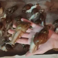 حلزون|خزنده|ملایر, |دیوار