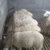 قوچ رومن