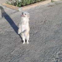 سگ خونگی