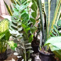 فروش انواع گل های آپارتمانی