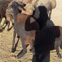 15عددگوسفند آبستن همه جوان