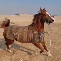 اسب عرب مصری