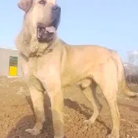 سگ عراقی ۲۰ ماهه