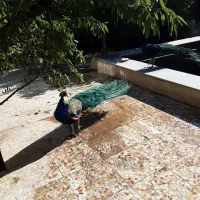 طاووس|پرنده|قزوین, |دیوار