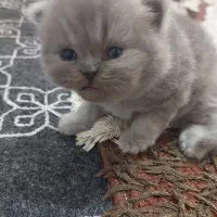 گربه پرشین سفید و طوسی آماده واگذاری|گربه|ساری, |دیوار