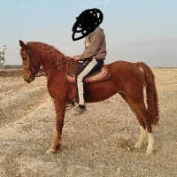 مادیون عرب|اسب و تجهیزات اسب‌سواری|ورامین, ورامین|دیوار