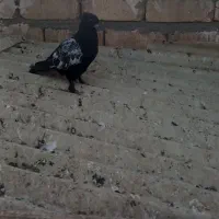 یه‌جفت‌نروماده‌سینه‌ای|پرنده|قم, چهار مردان|دیوار