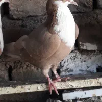 کفتر فروشی|پرنده|سربیشه, |دیوار