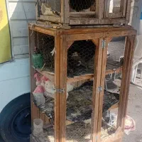 مرغ وخروس زنده جهت قربانی