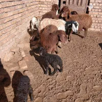 میش زاییده وبز