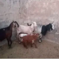 دو تا بز و بزغاله