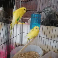 جفت مرغ عشق|پرنده|قم, چهل اختران|دیوار