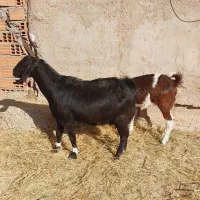 بز سه قلوزا ضمانتی اوست مایه کرد بهترین مالداری