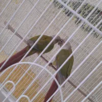 گرینچیک|پرنده|میناب, |دیوار