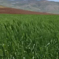 زمین کشاورزی