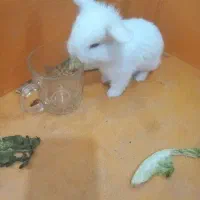 پرورش و فروش انواع نژاد بچه خرگوش هر رنگی