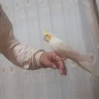 عروس‌هلندی