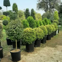 گل و گیاه طبیعی|گل و گیاه طبیعی|کلاچای, |دیوار