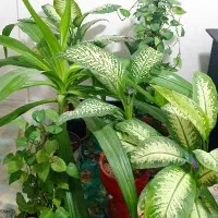 گل آپارتمانی