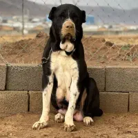 توله سگ الابای