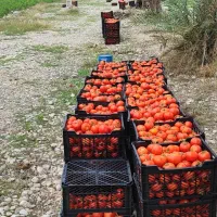 اجاره زمین کشاورزی 10 هکتار قلعه قاضی