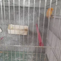 قناری|پرنده|دامغان, |دیوار