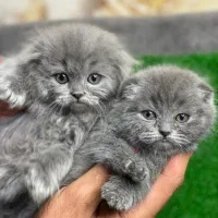 گربه اسکاتیش|گربه|شیراز, حافظیه|دیوار