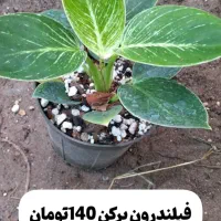 گل های آپارتمانی