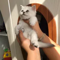 گربه بریتیش سیلور اصیل|گربه|تهران, شهرک غرب|دیوار