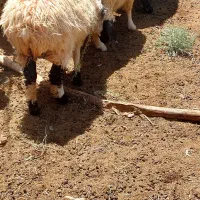 فروش گوسفند