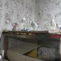 یک جفت طوق کارتنی