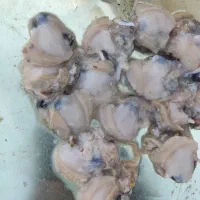 صدف معروف ب کالنگ دریایی