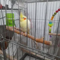 عروس هلندی ماده