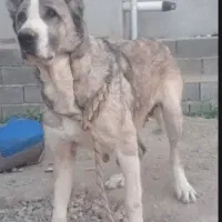 سگ سرابی ماده