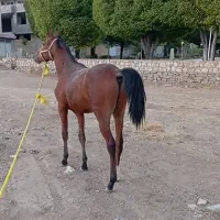 فروش کره نریان(کره سالار)