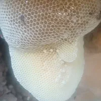 عسل کوهی