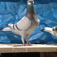 نر ماده دهن خورده شجر دار نسل قهرمان|پرنده|گرگان, |دیوار