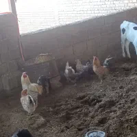 مرغ تخم گزار کرکشو