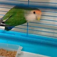 طوطی برزیلی نر