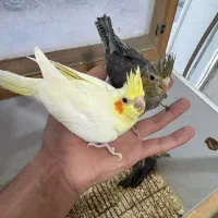 دنیای پرندگان رئیسی