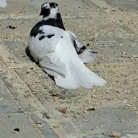 کبوتر لان  شاپر