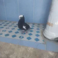لیلک ماده