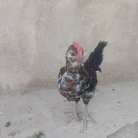 نیمچه خروس گلین