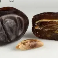 فروش خرما فله درجه یک